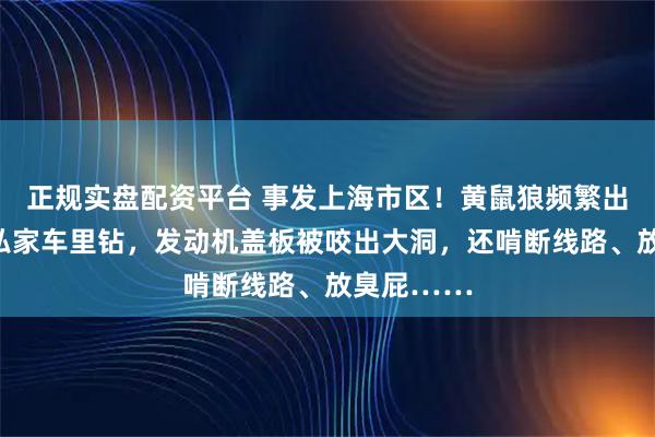 正规实盘配资平台 事发上海市区！黄鼠狼频繁出没，专往私家车里钻，发动机盖板被咬出大洞，还啃断线路、放臭屁……